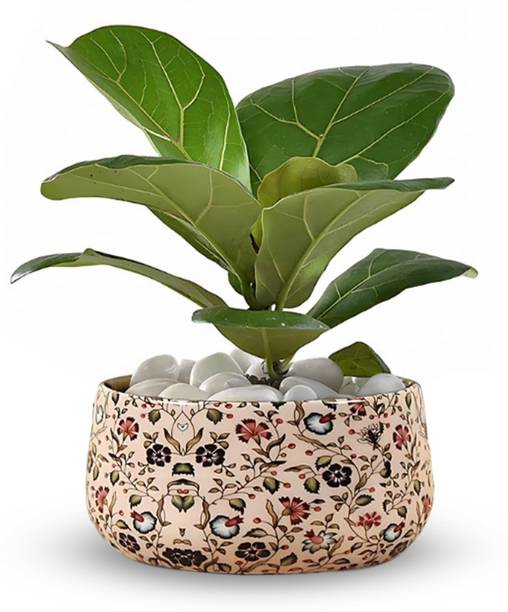 Cinagro MetalFlowerPlanterPot-GracefulCharmStylePotsforPlants,HomeDecoration Plant Container Set