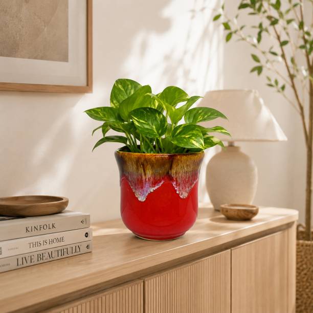 Gupta Homes Red Double shade Ceramic Plant Pot Size 4x4inch GHP0001-01 Plant Container Set