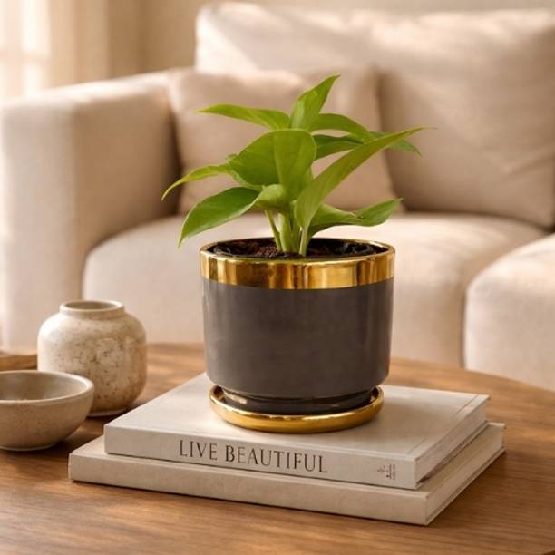 The Cozy Edit Grey Ceramic Planter with Gold Rim & Tray | Modern Indoor Plant Container Set