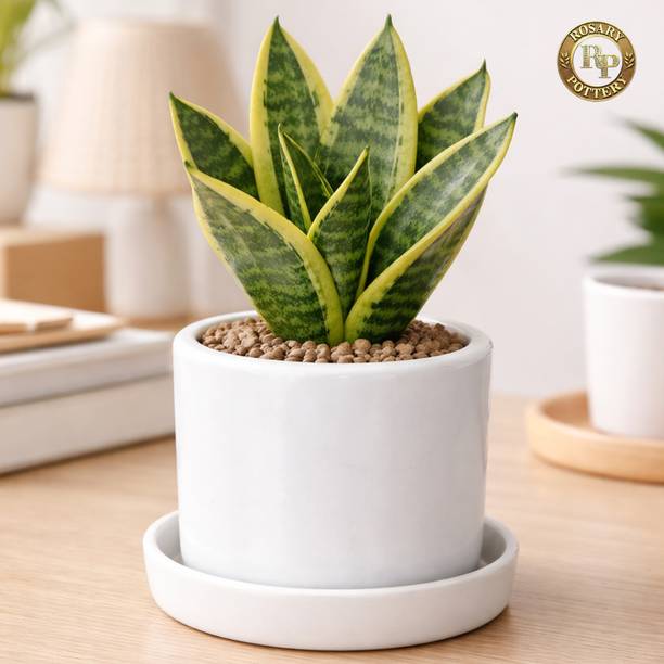 ROSARY POTTERY Premium Ceramic Cylinder Pot | Decorative Indoor Pot | Drainage Hole | White Plant Container Set