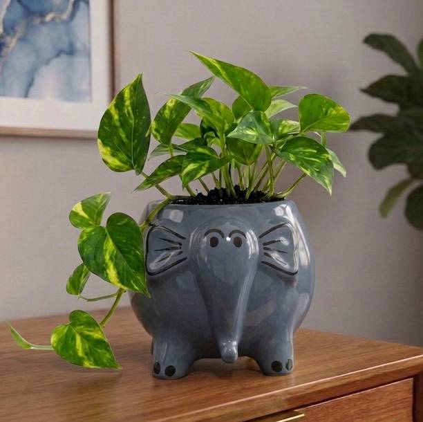 PebbleandClay Handcrafted Jumbo Elephant Planter for Home & Office Decor | Height - 6 inch | Plant Container Set