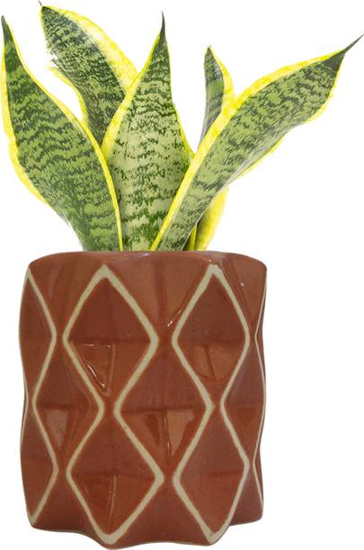 Gupta Homes Decorative Ceramic Planter Pot with Diamond Pattern, Brown Plant Container Set