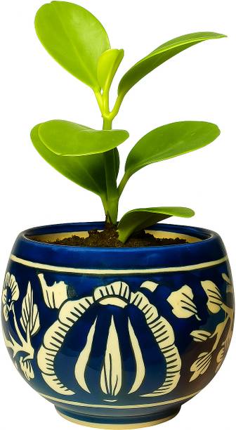 Brills Plant Container Set