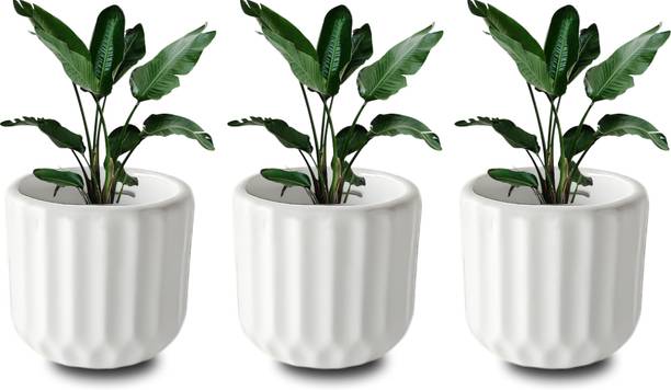 ANDYWARE "Ribbed Mini Pot Plant Container Set – Stylish 8.5x9.5x9.5 cm Indoor Planters" Plant Container Set