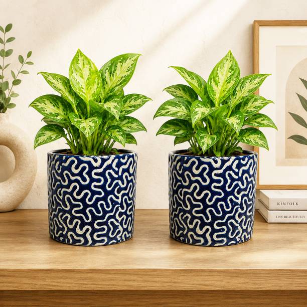 Gupta Homes Blue RD 1 Pipe Ceramic Pot GH0022-01_Packof2 Plant Container Set