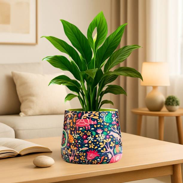Titir Multicolor Pot Stand for Balcony, Indoor & Kitchen| 6 inch gamla stands| Plant Container Set