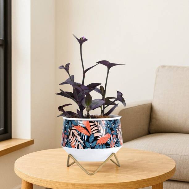 Titir Multicolor Metal Indoor Plants Pot Organizer for Home ,Kitchen & Office|6 inch Plant Container Set