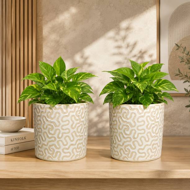 Gupta Homes White RD-1 Pipe Ceramic Pot Size 4x4inch GH0022-10 Plant Container Set