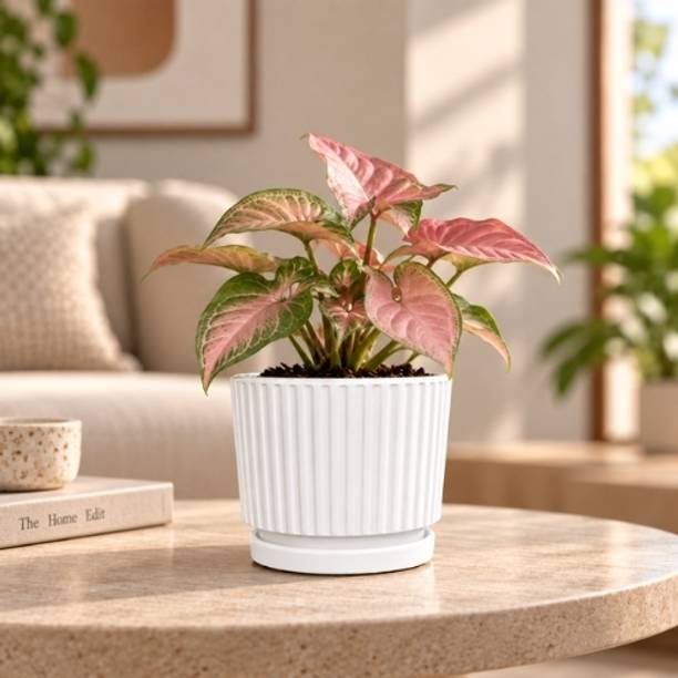 ClaymuseLiving White Ribbed Planter Pot with Tray 5.5Inch Plant Container Set