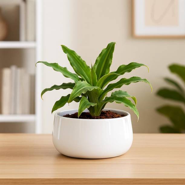 EVER SEASON DESIGNS Eco Friendly Plant Container for Garden Decor Flower Pots Metal Planter Stand Plant Container Set