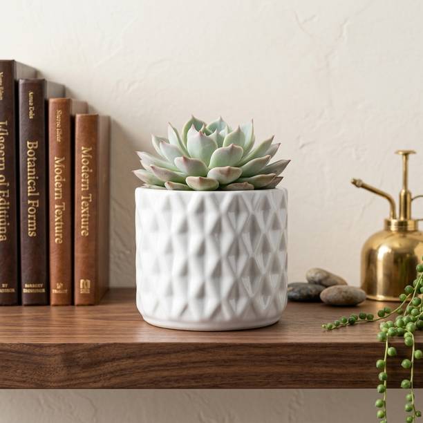 Thekanikadecor Charming Diamond-Pattern White Colour Ceramic TableTop Planter. Plant Container Set
