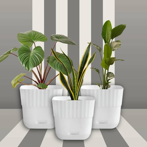 Durevo White | Self Watering Plastic Plant Pots with Drainage & Saucer (Pack of 3) Plant Container Set