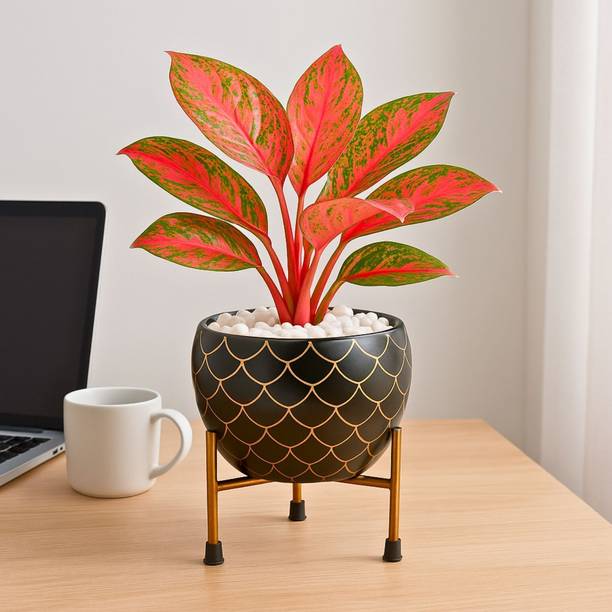 Titir Black-Gold Metal Indoor Plants Pot Organizer for Home & Kitchen|6 in pot stand| Plant Container Set