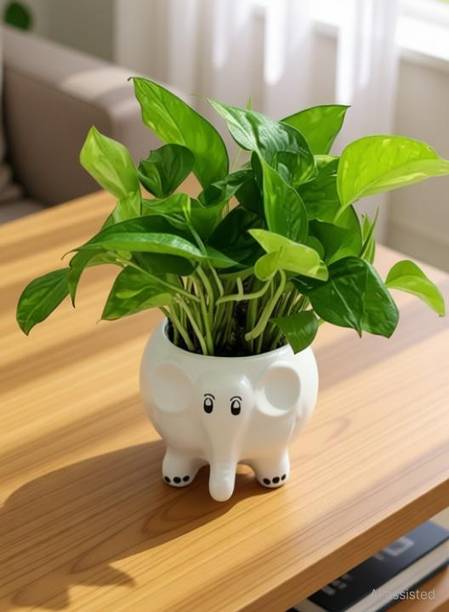SBC Elephant Shape Miniature Flower Pot Planter Containers Plant Container Set