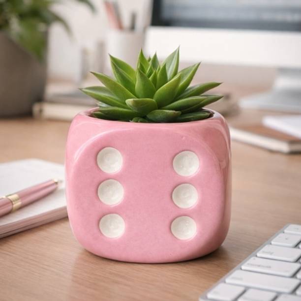 The Cozy Edit Pink Dice Ceramic Cube for Modern Spaces Plant Container Set