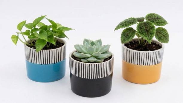 Thekanikadecor Luxury Hand-Painted Liner Plant Container Set