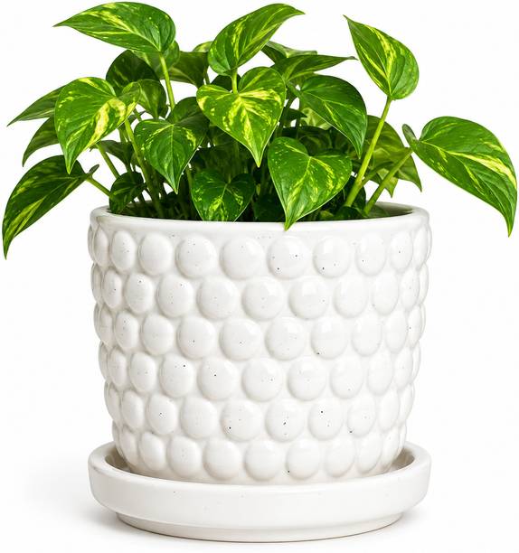 SHYAMNA Dot Plet Ceramic Flower Pot for Indoor & Outdoor Plants Plant Container Set