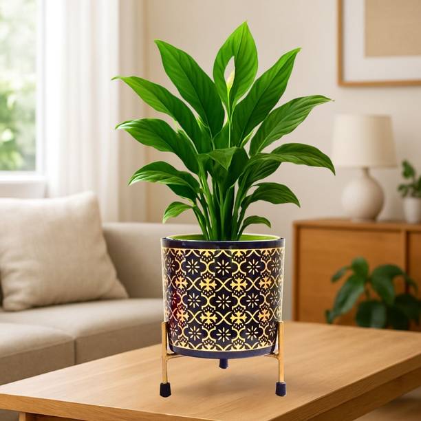 Titir Golden Metal Indoor Plants Pot Organizer for Home & Kitchen|6 inch Plant Container Set