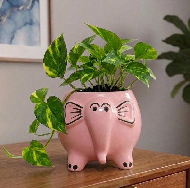 PebbleandClay Handcrafted Jumbo Elephant Planter for Home & Office Decor | Height - 6 inch | Plant Container Set