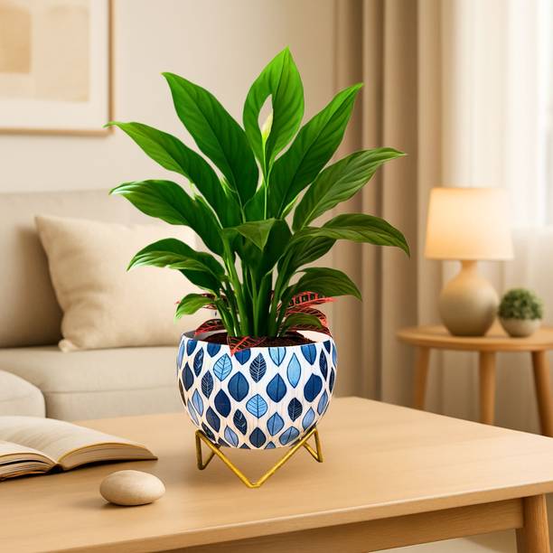 Titir Leafy Blue Plants Pot Stand for Indoor & Kitchen| 6 inch gamla for plant| Plant Container Set