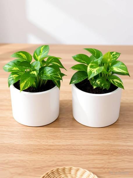 SajaoStore Premium White Ceramic Planter Pot Plant Container Set