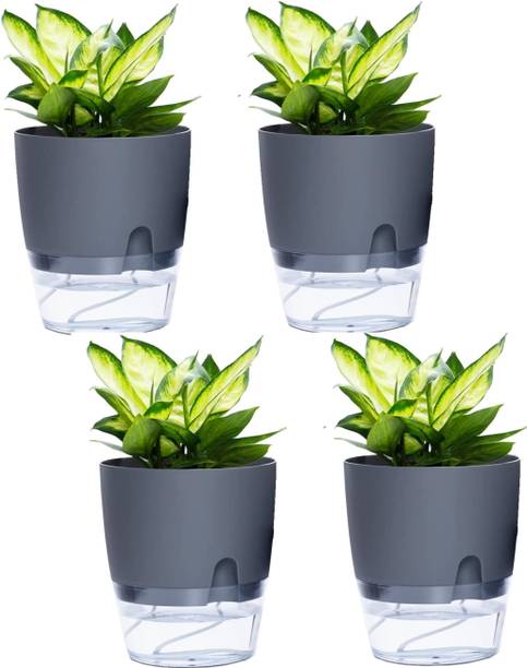 MAAGHI Big Size Self Watering with Transparent Double Layer Plastic & Cotton Rope Plant Container Set