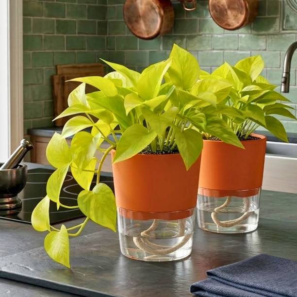 DAKSH 5 Inch Self Watering Pot with Efficient Drainage and Root Protection Plant Container Set