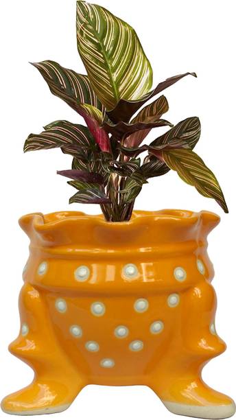 Gupta Homes Orange Ceramic Flower Pot 5 Inch with Drainage Hole GH0017-04 Plant Container Set