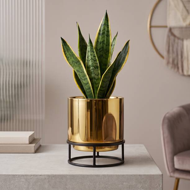 URBAN NEST CREATIONS Luxury Golden Planter Pot | Indoor & Outdoor | Home, Balcony & Office Decor Plant Container Set