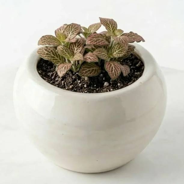 thedecorvault Plant Container Set