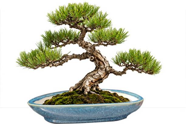 ROSARY POTTERY Premium Ceramic Un Even Bonsai Pot with Drainage Holes|6 Inches | Plant Container Set