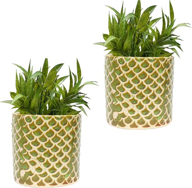 Gupta Homes Green & Brown RD-4 Pipe Ceramic Pot Size 4x4inch GH0022-17 Plant Container Set
