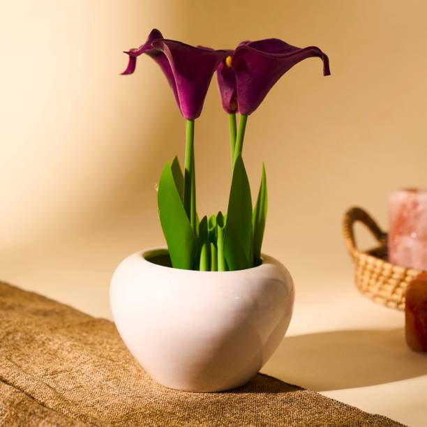 Saras Aajeevika Ceramic Apple Shape Pot For Plant - Ceramic White Pot For Home & Office Decor Plant Container Set