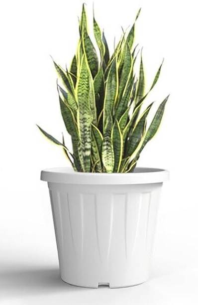 Bluevista Gardening Nursery White Pot 10 Inch Round for Seedling &Small Plant For Outdoor Plant Container Set
