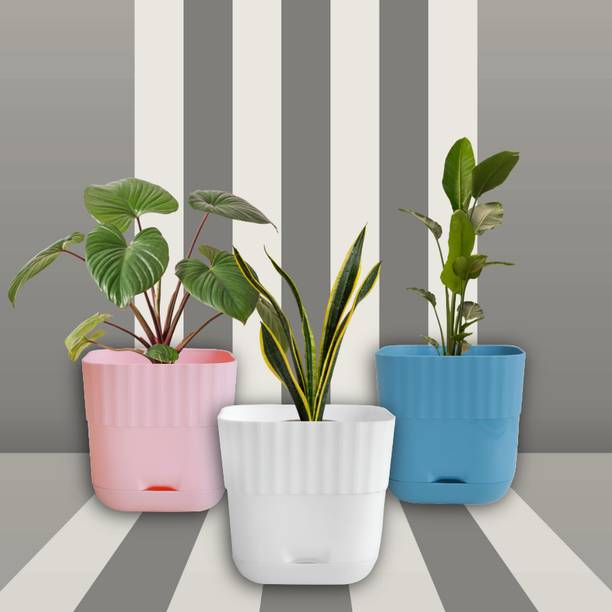 Durevo Blue | Pink | White | Self Watering Plastic Plant Pots with Drainage (Pack of 3) Plant Container Set
