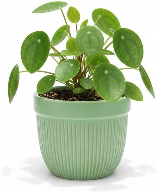 SajaoStore Sajaostore VerdeVibe Minimalist Matte Green Ceramic Planter Pot Plant Container Set