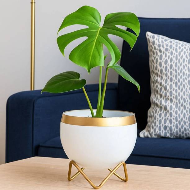 Titir White Gold Indoor Plants Pot Organizer for Home & Kitchen|6 Inch pot stand| Plant Container Set