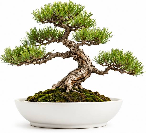 ROSARY POTTERY Premium Ceramic Mini Un Even Shapeed Bonsai Pot | Drainage Holes | 2 Inches | Plant Container Set