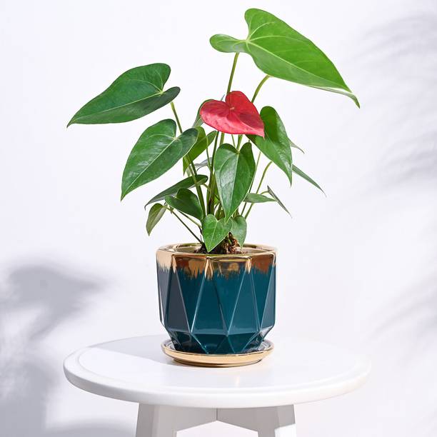 UGAOO Aurelius Prism Ceramic Pot & Planter for Indoor Home, Office, Garden, Balcony Plant Container Set