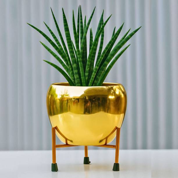 Titir Golden Indoor Plants Pot Organizer for Home & Kitchen|6 Inch pot stand| Plant Container Set