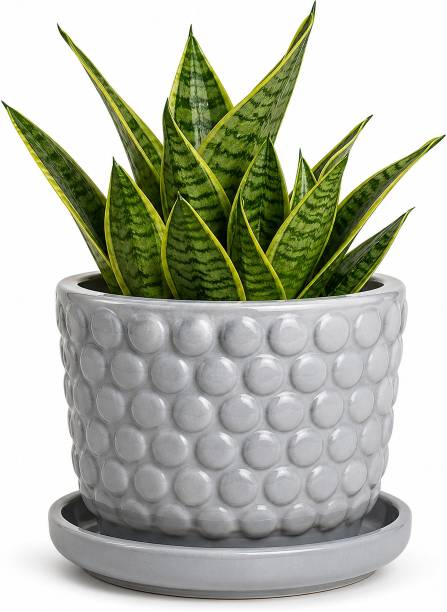 SHYAMNA Dot Plet Ceramic Flower Pot for Indoor & Outdoor Plants Decorative Planter Pot Plant Container Set