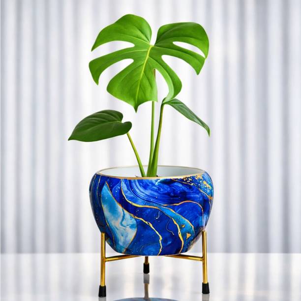 MEEBODE Indoor Plants Pot for Home & Kitchen|6 Inch Tulsi Pot| Blue Gold Plant Container Set