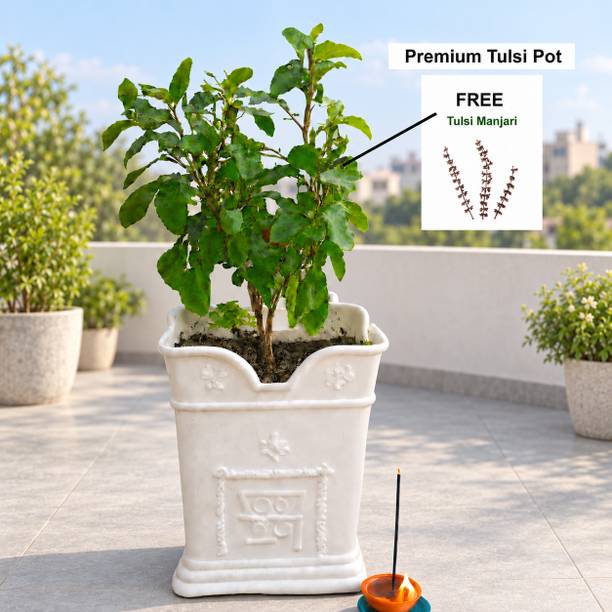 Aronik Tulsi Plant Container For Outdoor & Indoor Decoration Plant Container Set