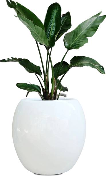 ANDYWARE "Bud Buddies Plant Container Set – Stylish 28x28x28 cm Outdoor Planters" Plant Container Set