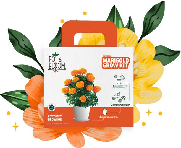 Pot and Bloom Marigold Grow plant Gardening Kit for Home Garden Includes Seeds &