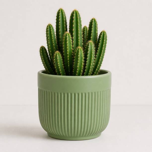 kaazamart Ribbed Green Ceramic Planter | 9 cm Indoor Pot for Succulents & Small Plants Plant Container Set