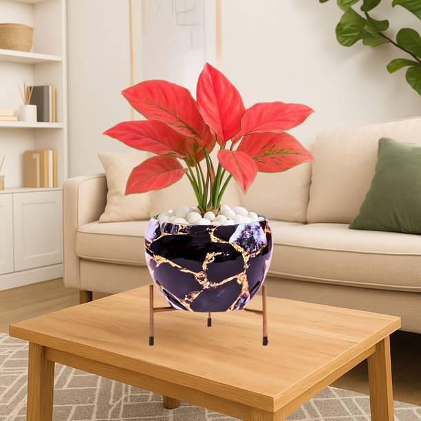 Titir Black Gold Metal Indoor Plants Pot Organizer for Home & Kitchen|6 in pot stand| Plant Container Set
