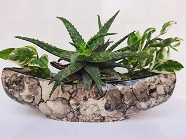VisionCrafterz Boat shaped Planter Plant Container Set