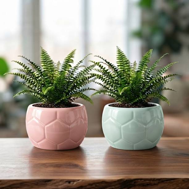 Thekanikadecor Glossy Pink-SkyBlue Football Textured Tabletop Indoor Planter Set. Plant Container Set