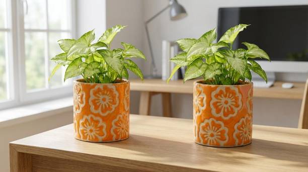 Gupta Homes orange RD Flower Ceramic Plant Pot Size 4x4inch GH0031-3_Packof2 Plant Container Set